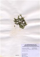 藏品(鈍乳節藻)的圖片